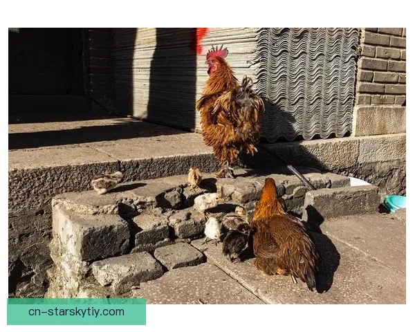 不只是为金菠萝法兰克福城炸毛